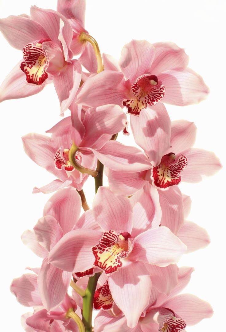 Whimsy Whirl: Playful Dance of Colorful Flowers